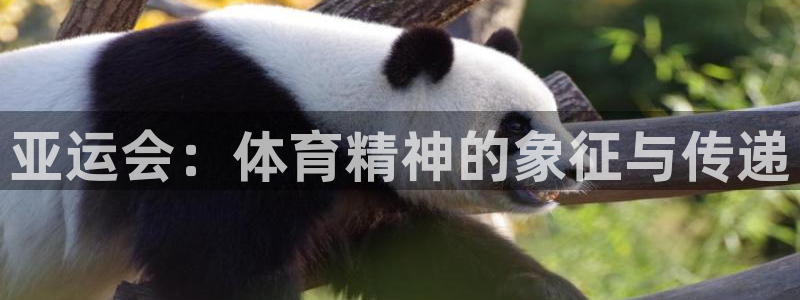 风速体育直播app