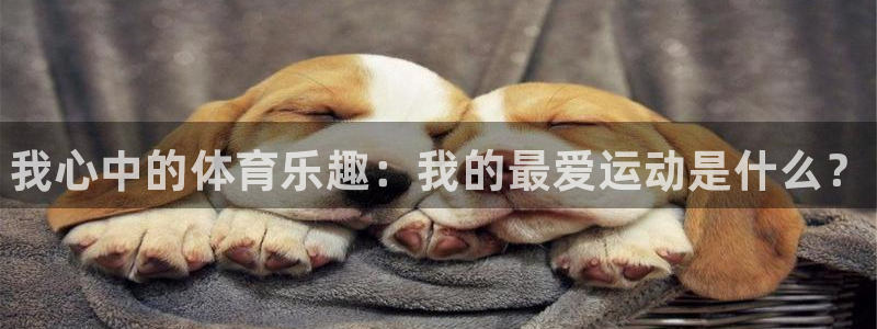 风速体育直播app